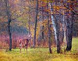 Invisible Deer_09788